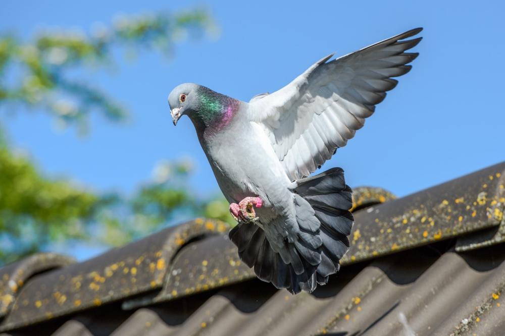 pigeon