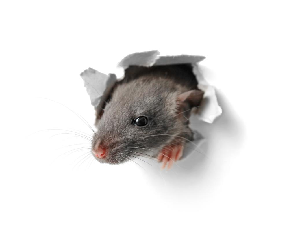 rat