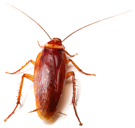insecte
