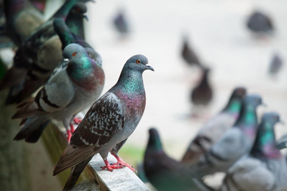 pigeon