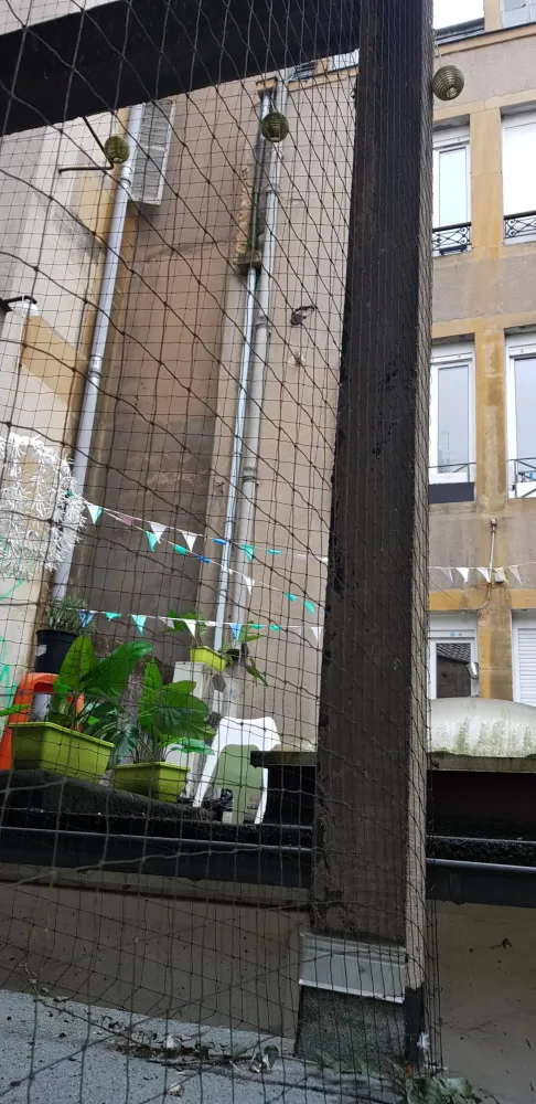 pigeon